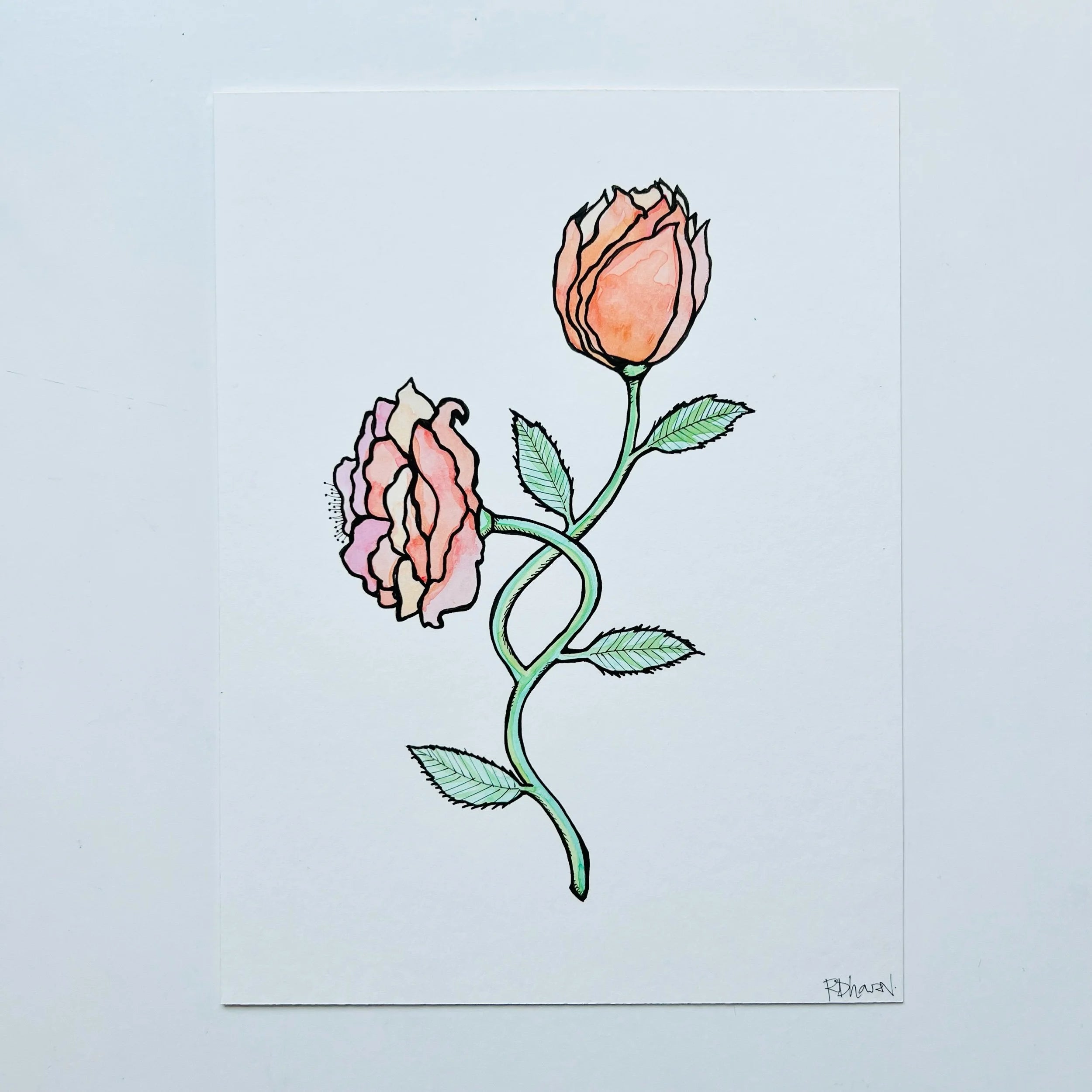 ROSE 5