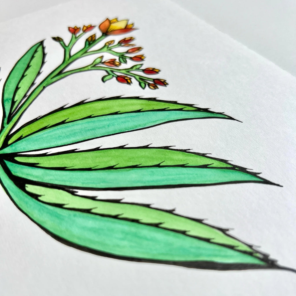 ALOE 1