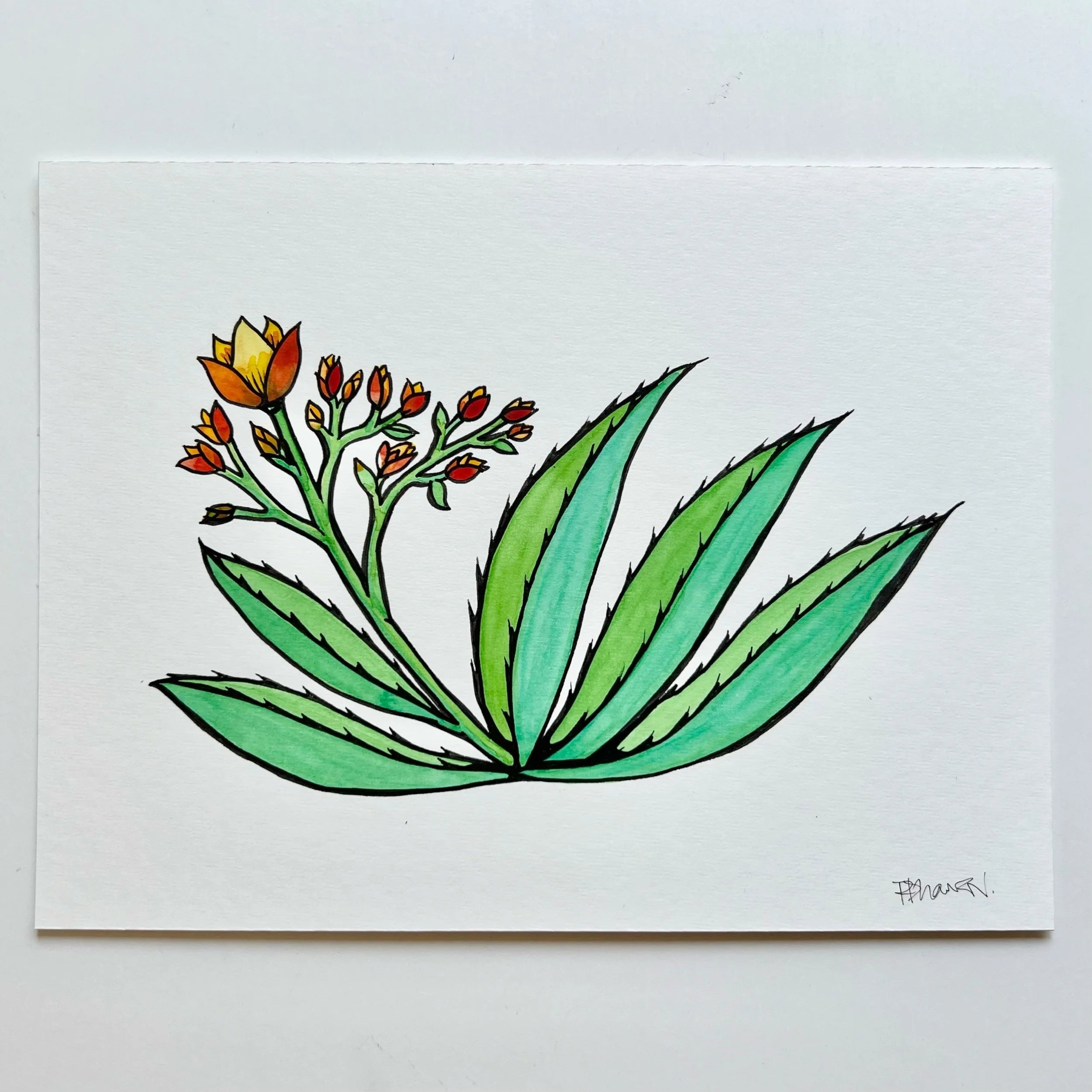 ALOE 1