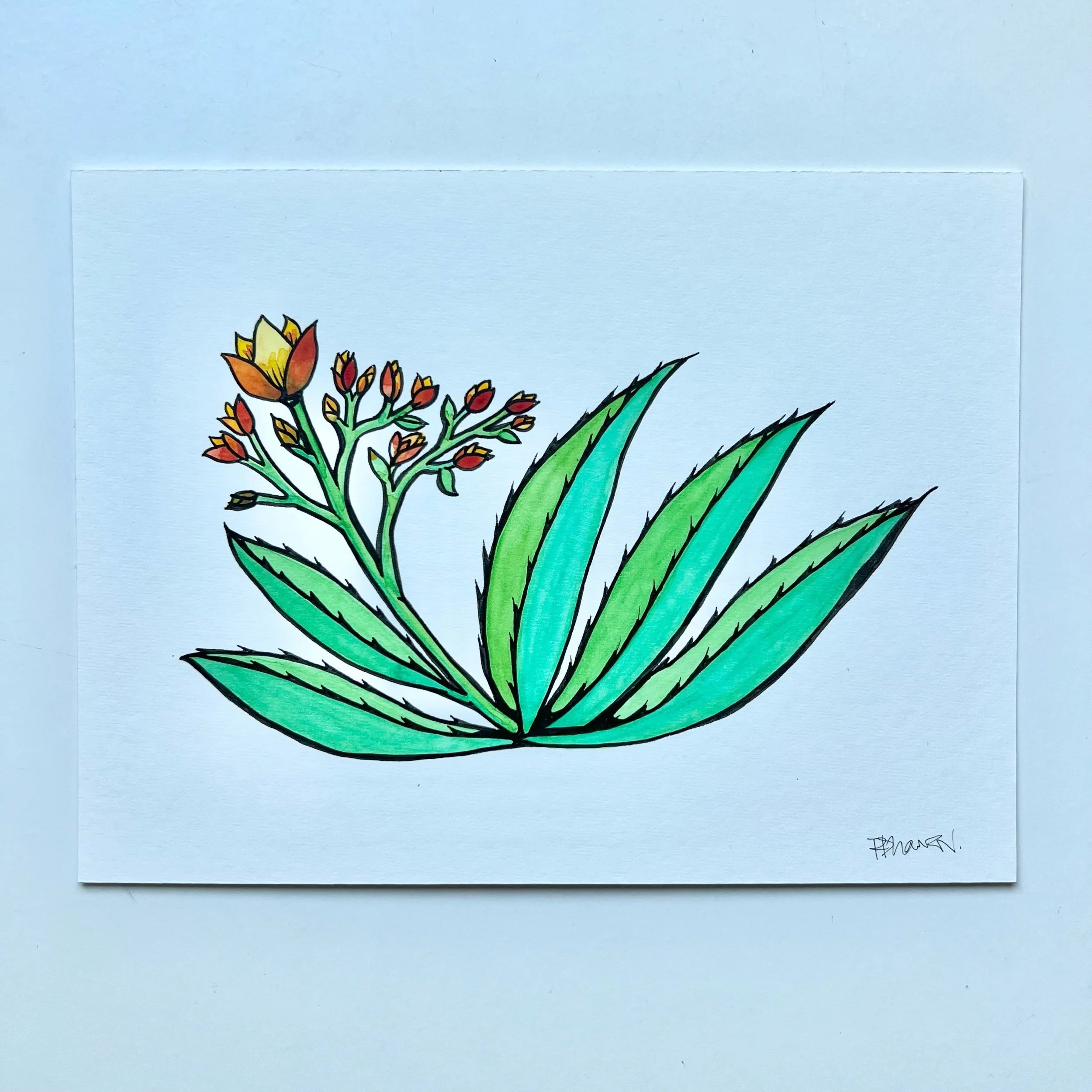 ALOE 1