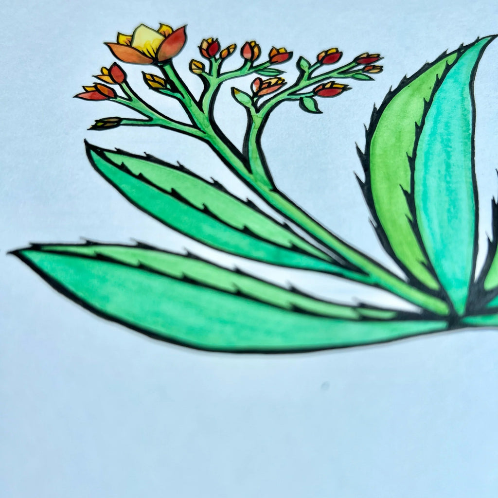 ALOE 1