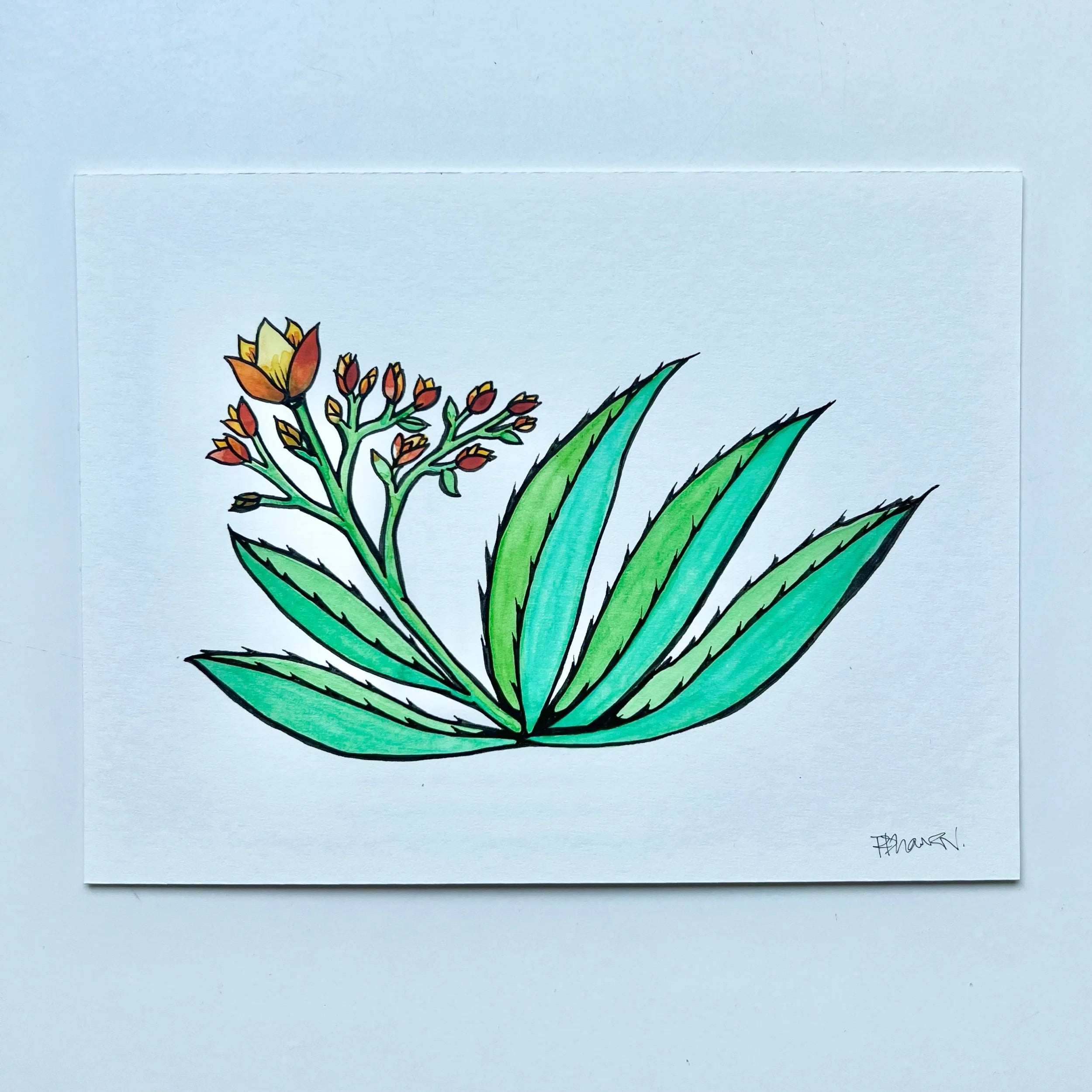 ALOE 1