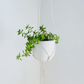Medium Gauge Cotton Plant Hanger