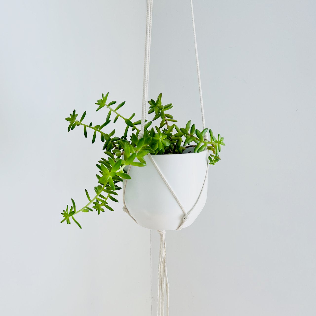 Medium Gauge Cotton Plant Hanger