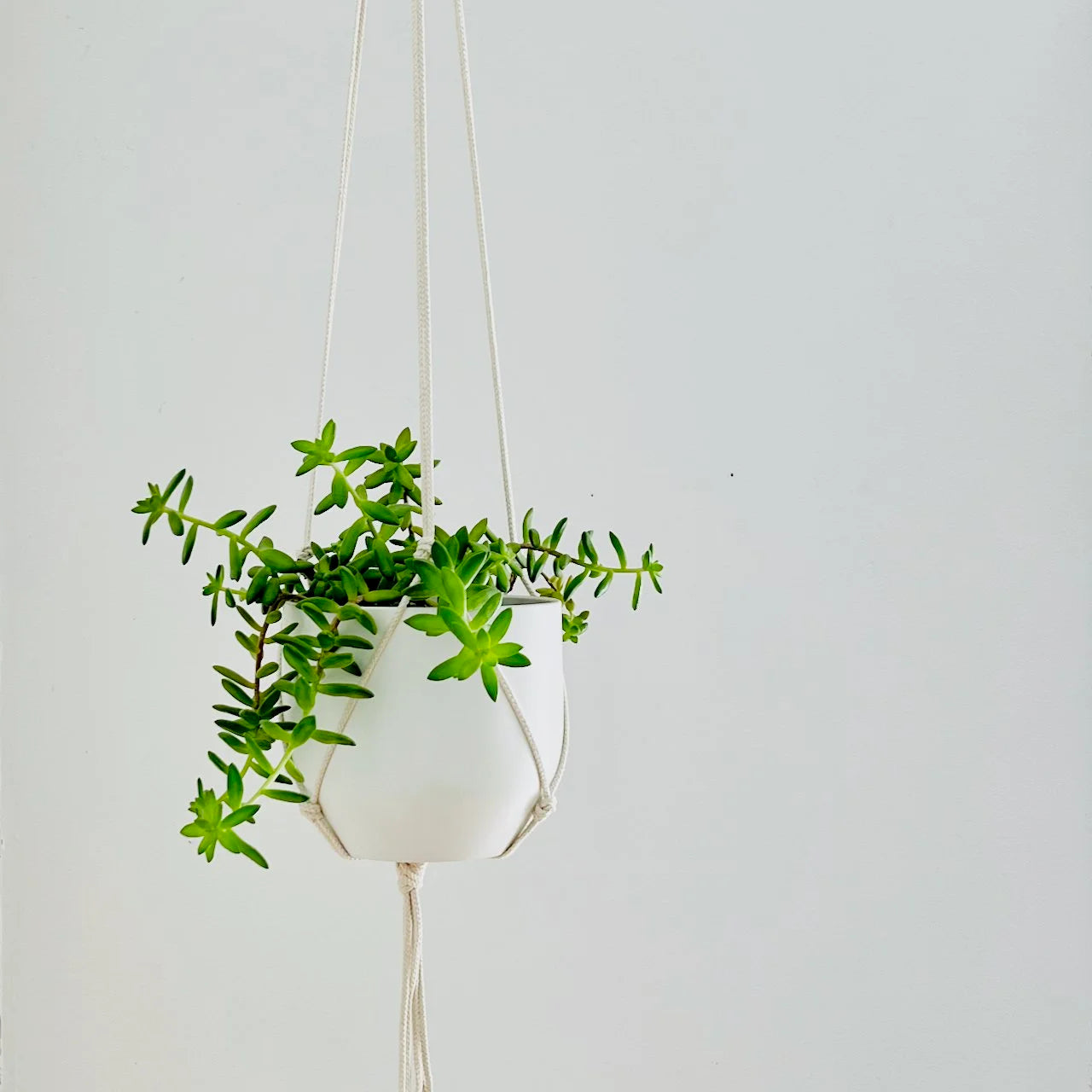 Medium Gauge Cotton Plant Hanger