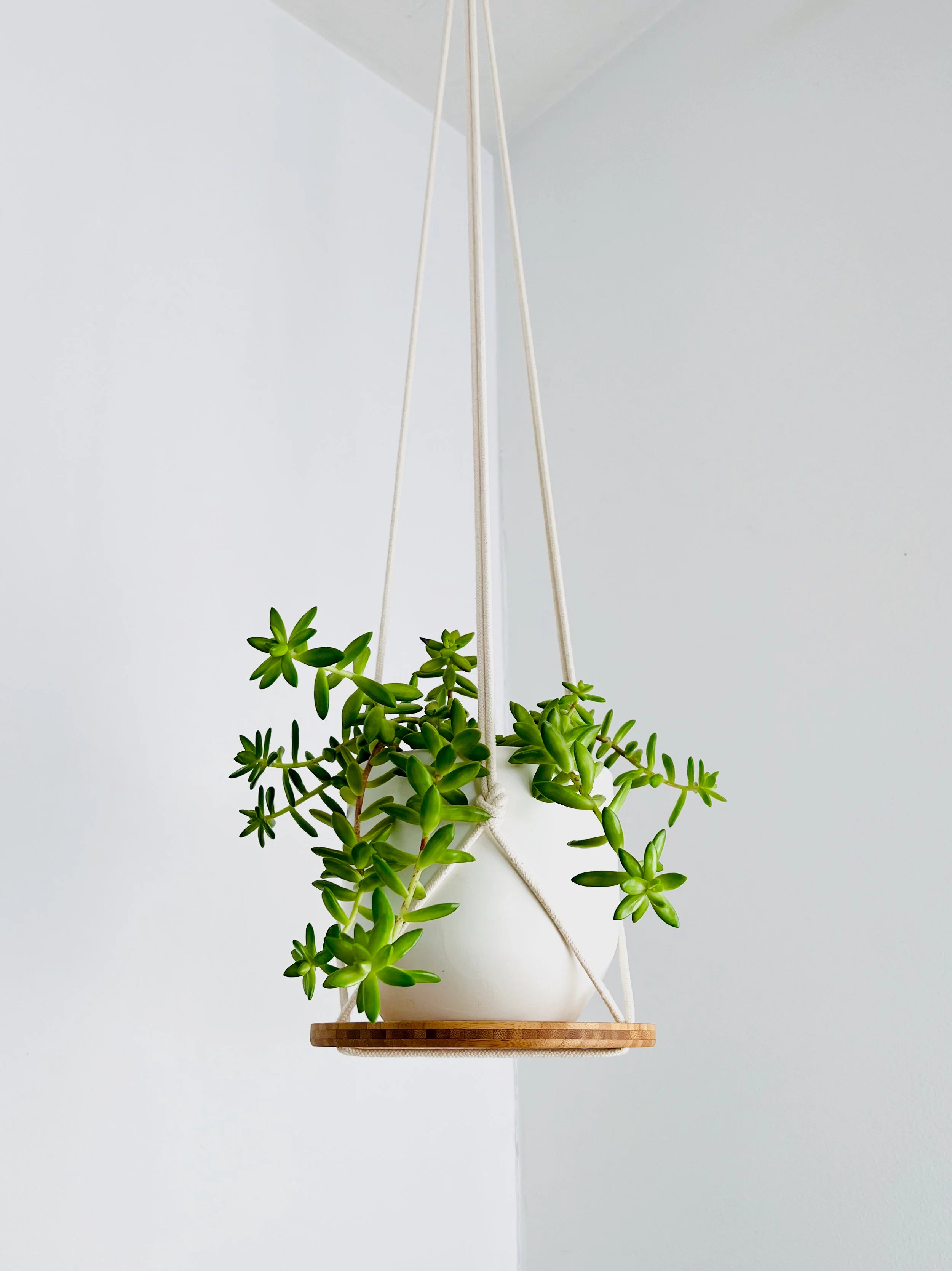 Hanging Plant Shelf