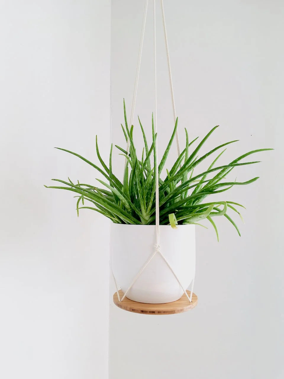 Hanging Plant Shelf