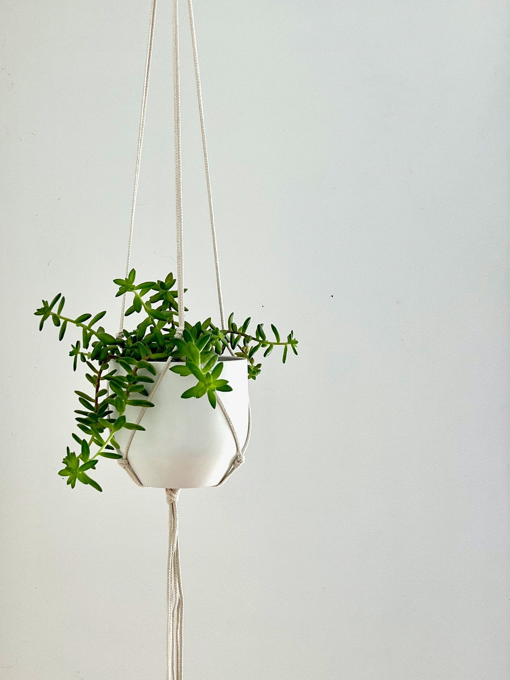 Medium Gauge Cotton Plant Hanger
