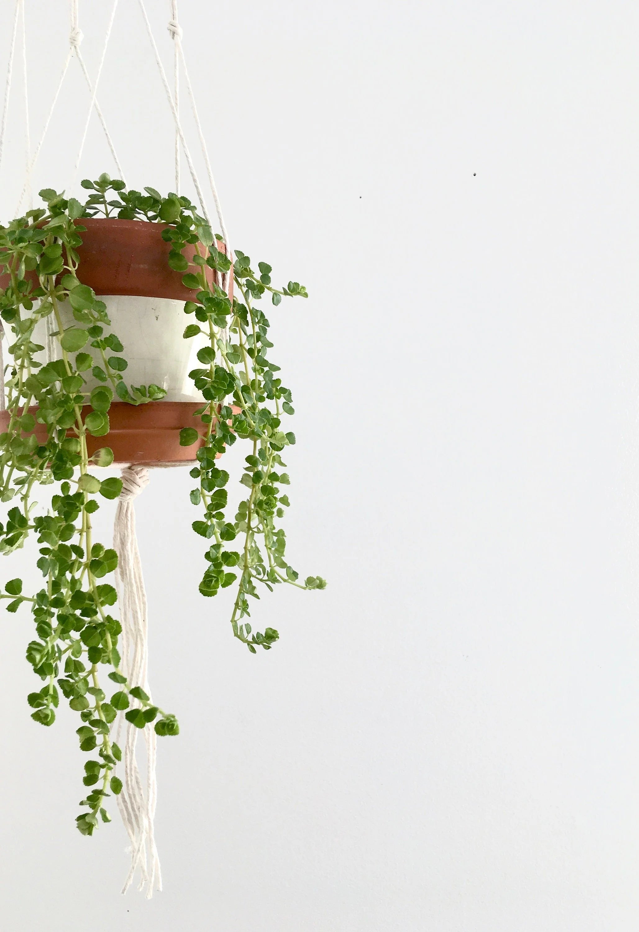 Small Gauge Cotton Plant Hanger