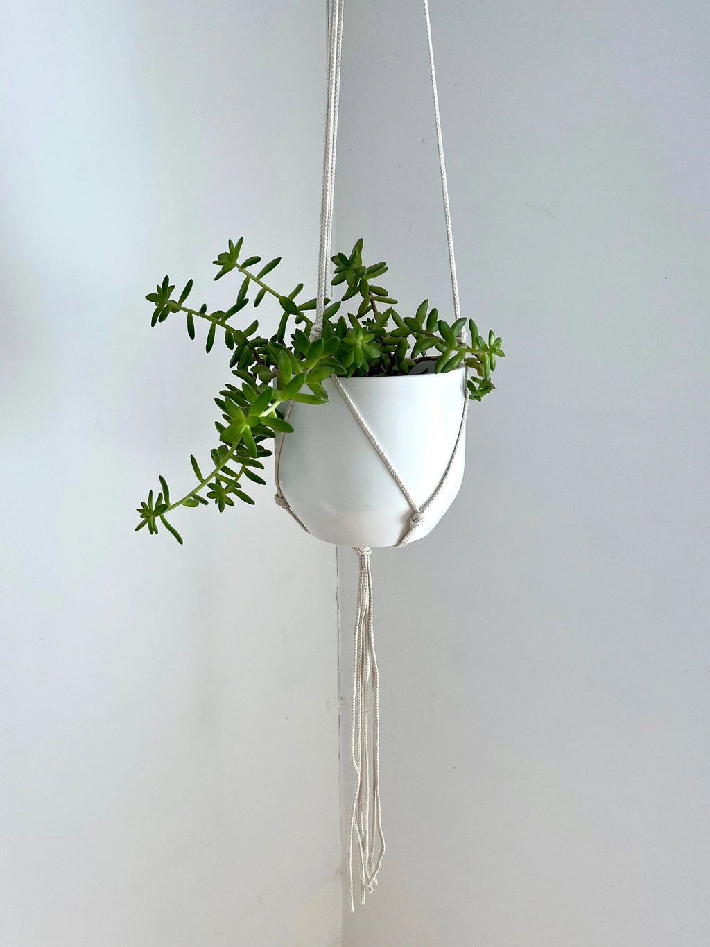 Medium Gauge Cotton Plant Hanger
