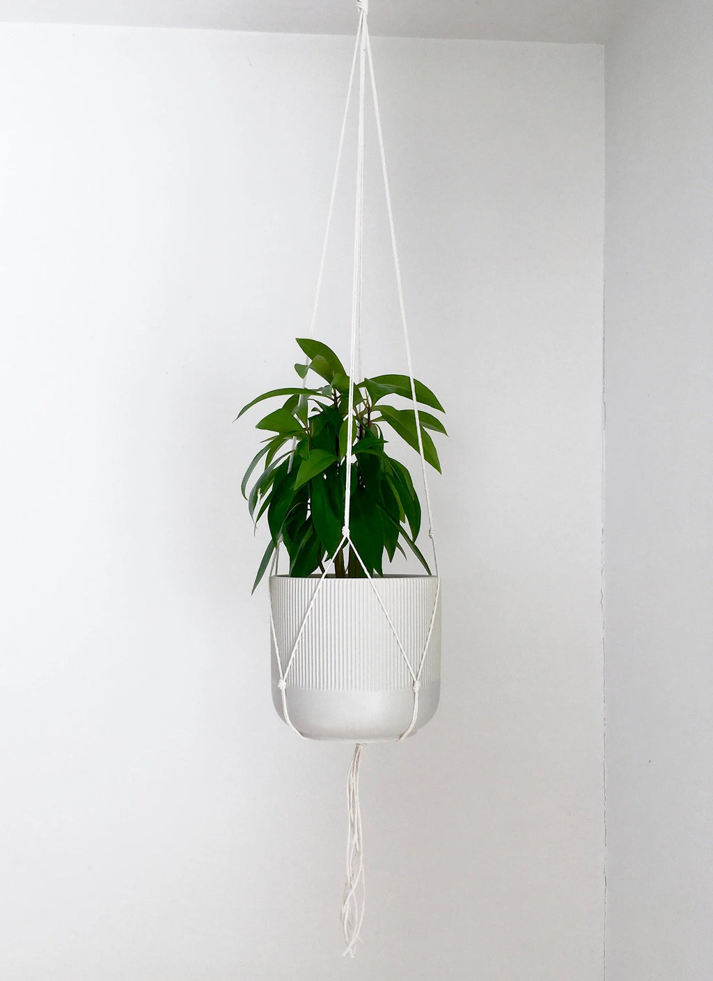 Small Gauge Cotton Plant Hanger