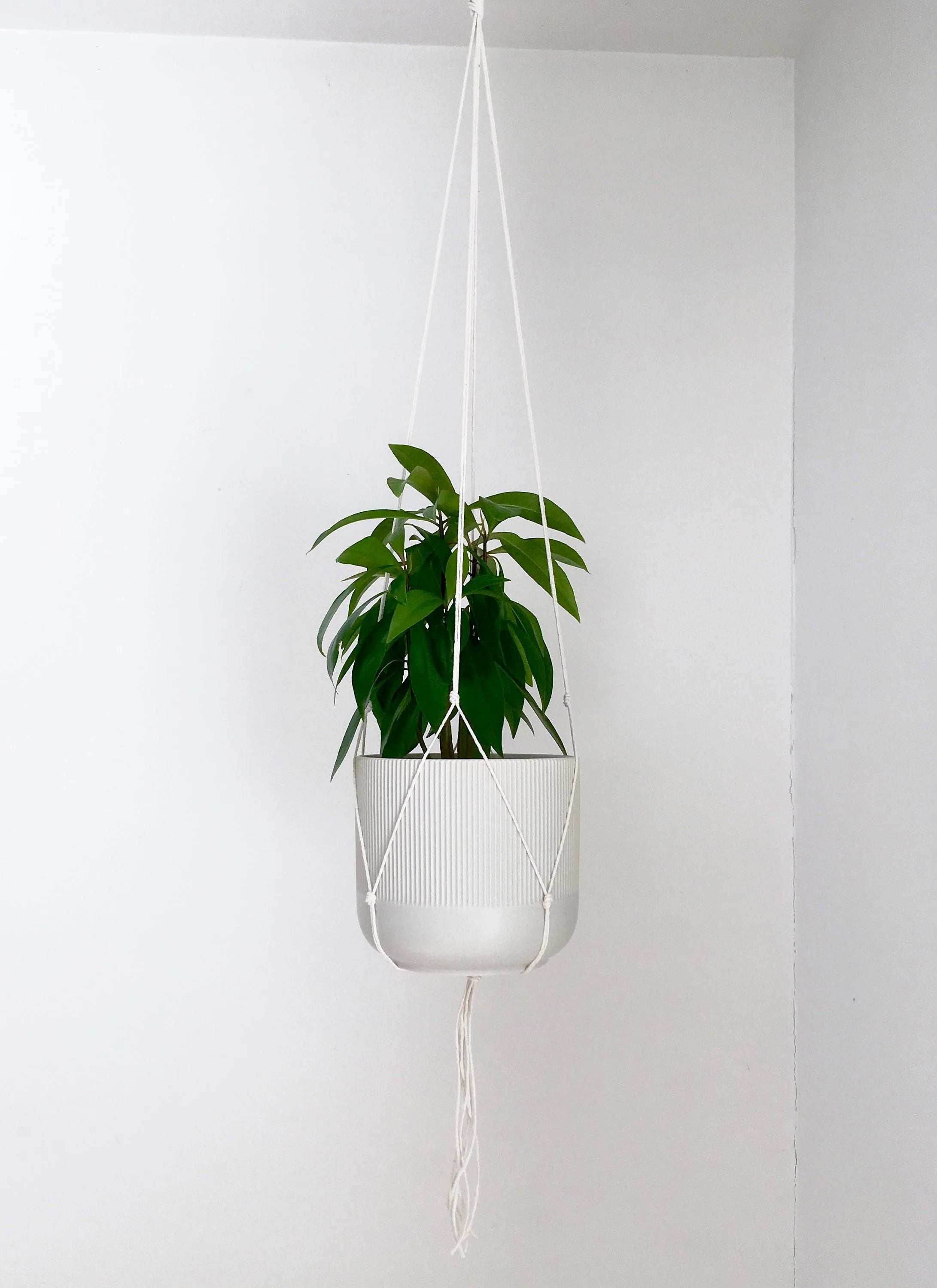 Small Gauge Cotton Plant Hanger