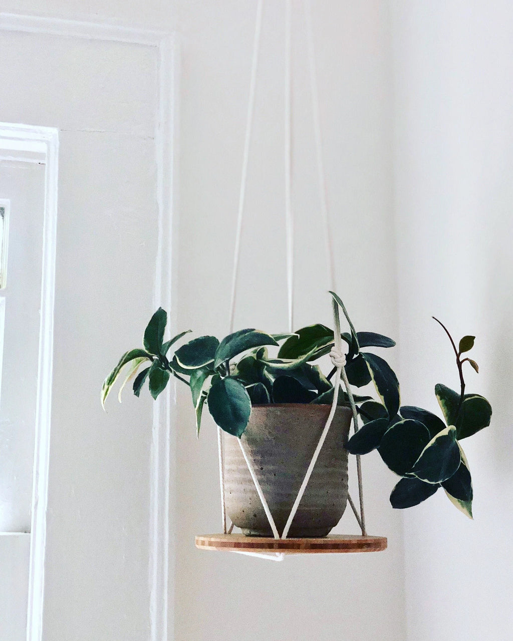 Hanging Plant Shelf