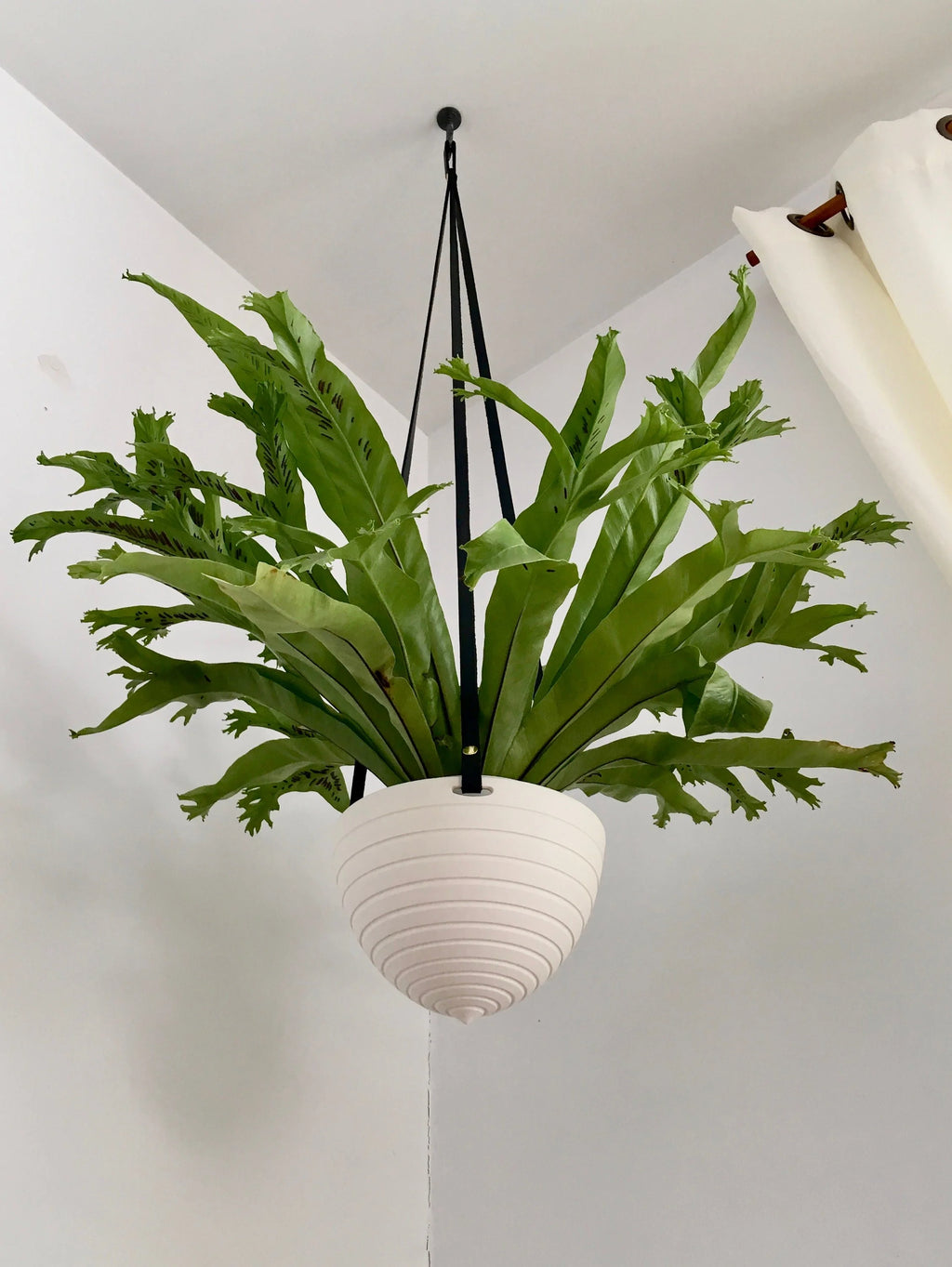 Dots or Stripes Hanging Planter