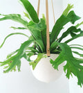 Dots or Stripes Hanging Planter