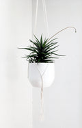 Small Gauge Cotton Plant Hanger