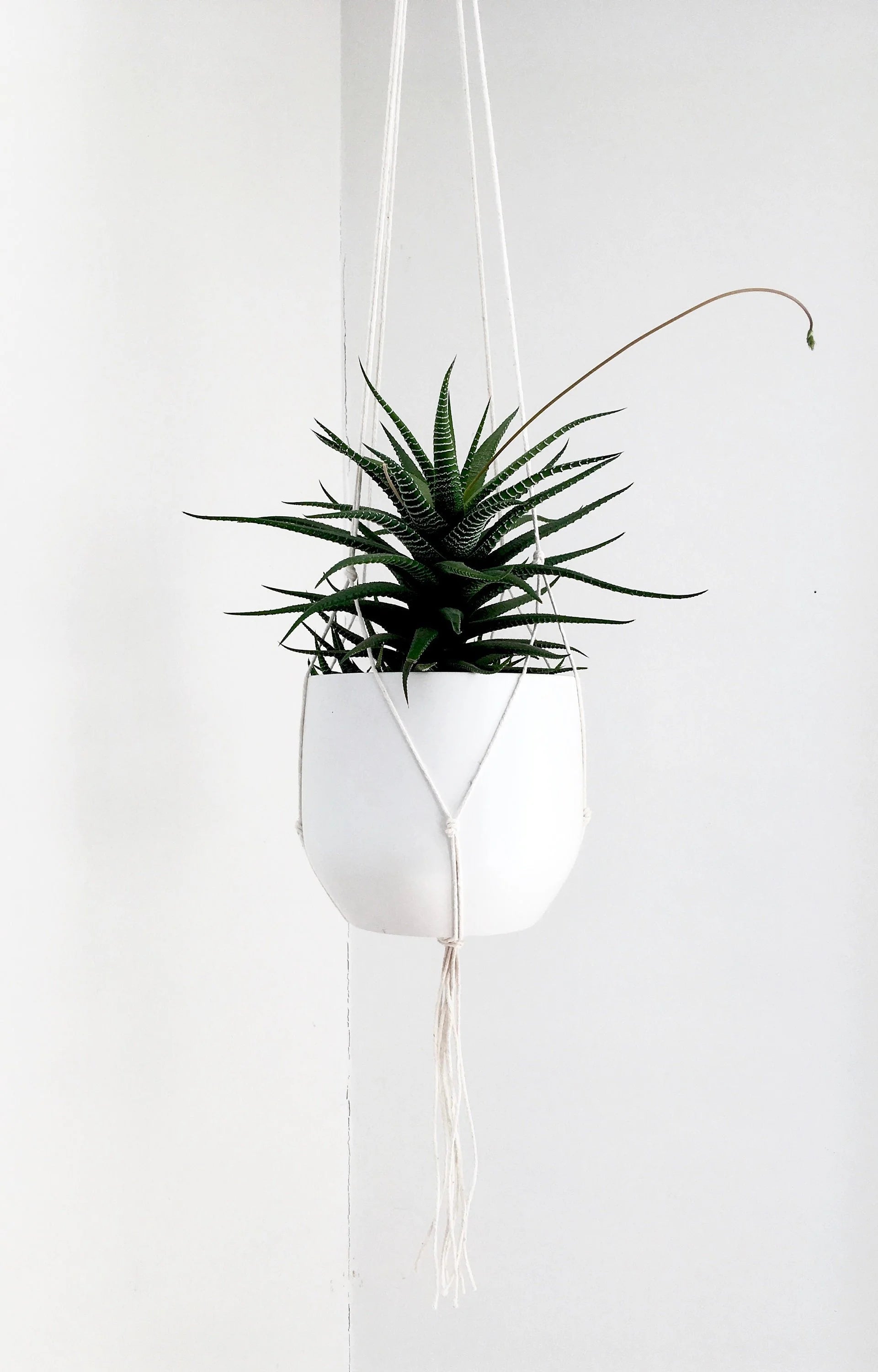 Small Gauge Cotton Plant Hanger