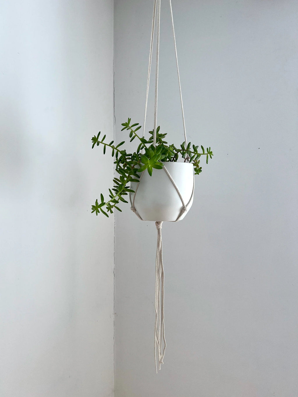 Medium Gauge Cotton Plant Hanger