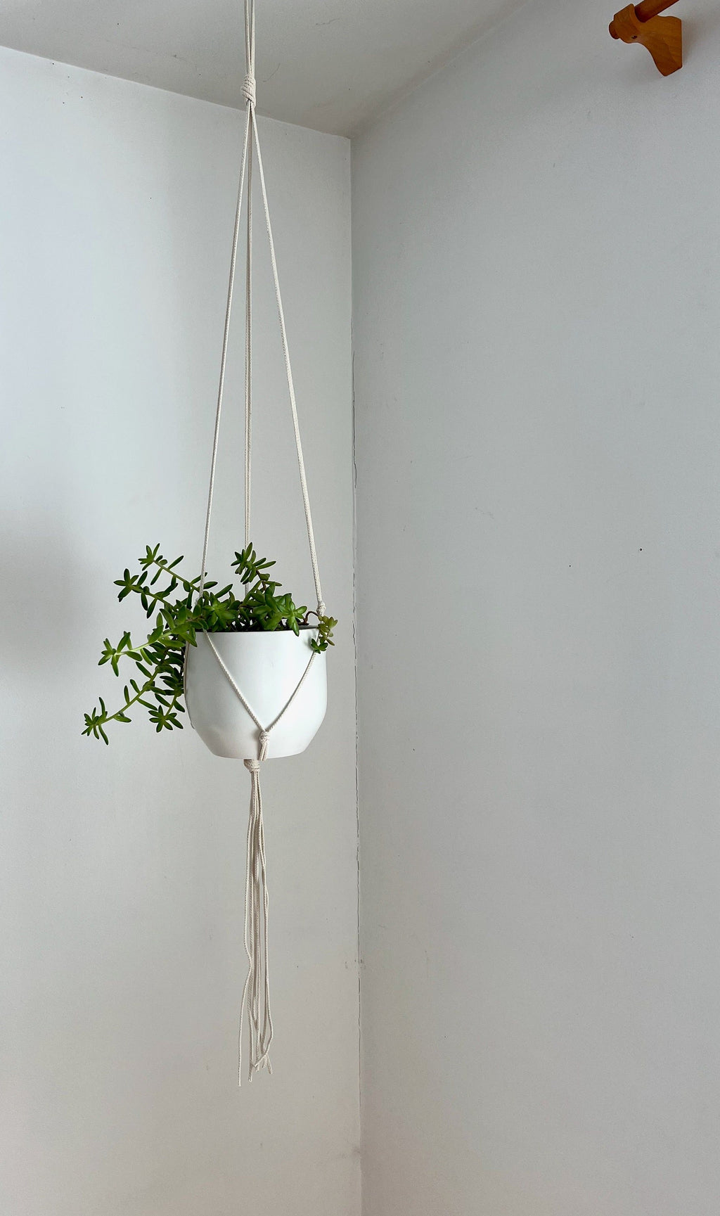 Medium Gauge Cotton Plant Hanger