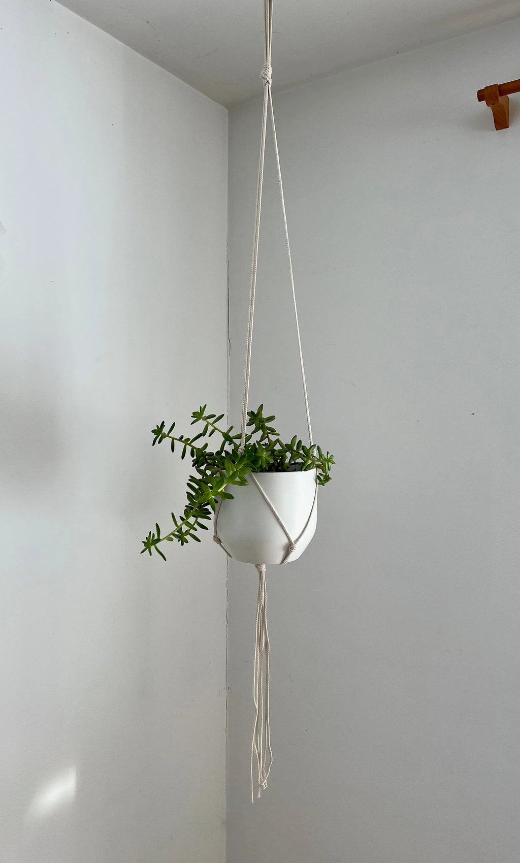 Medium Gauge Cotton Plant Hanger