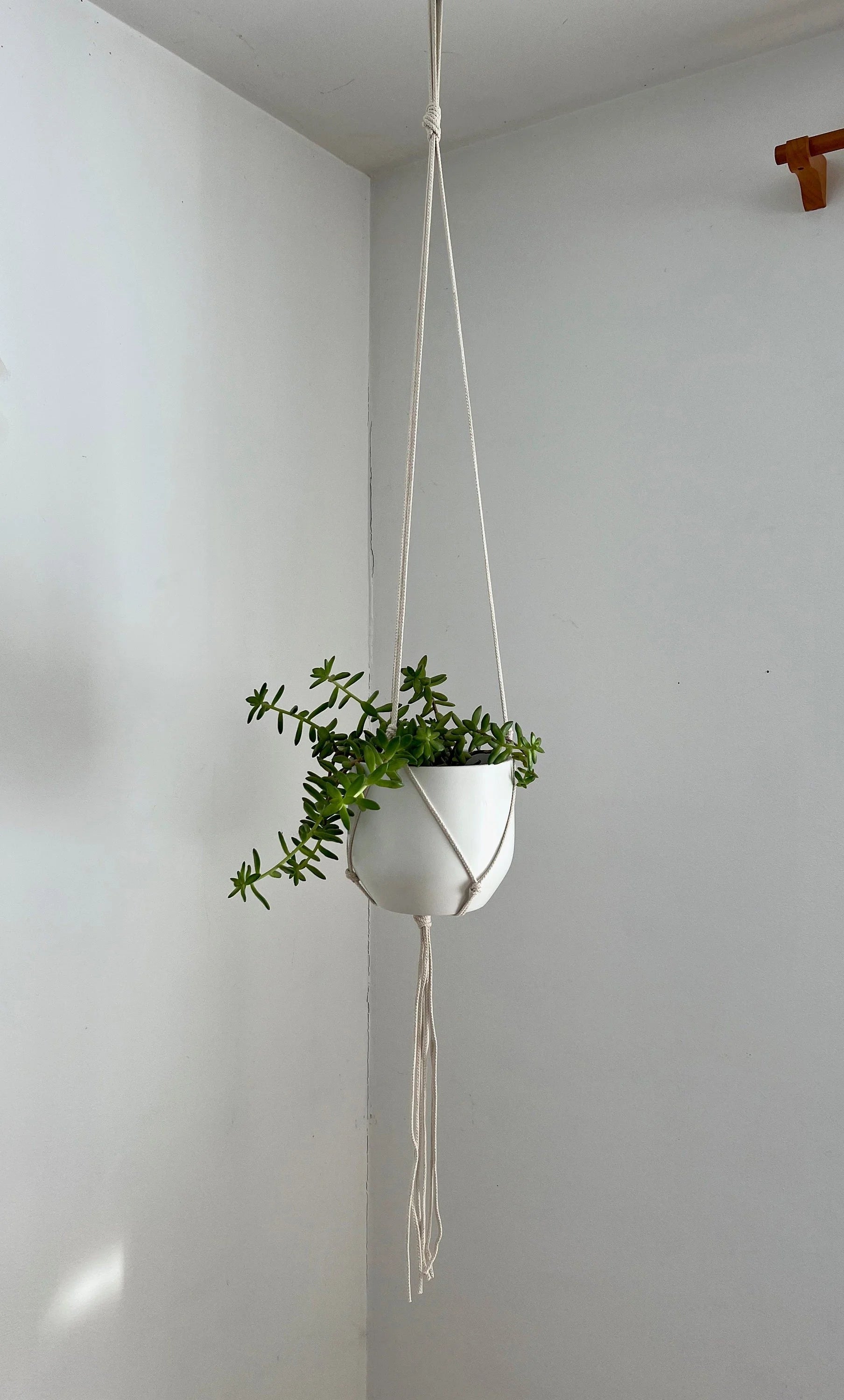 Medium Gauge Cotton Plant Hanger