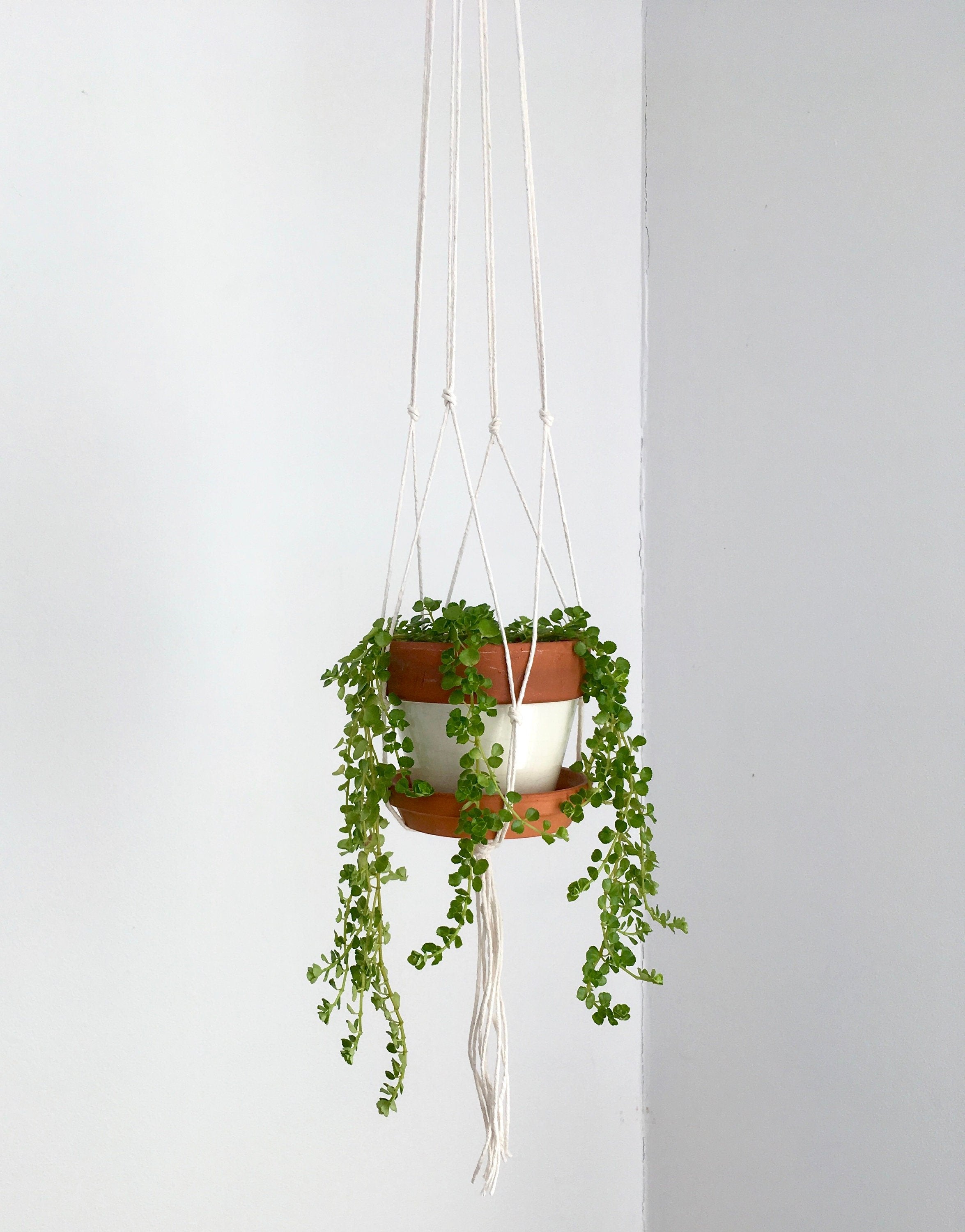 Small Gauge Cotton Plant Hanger