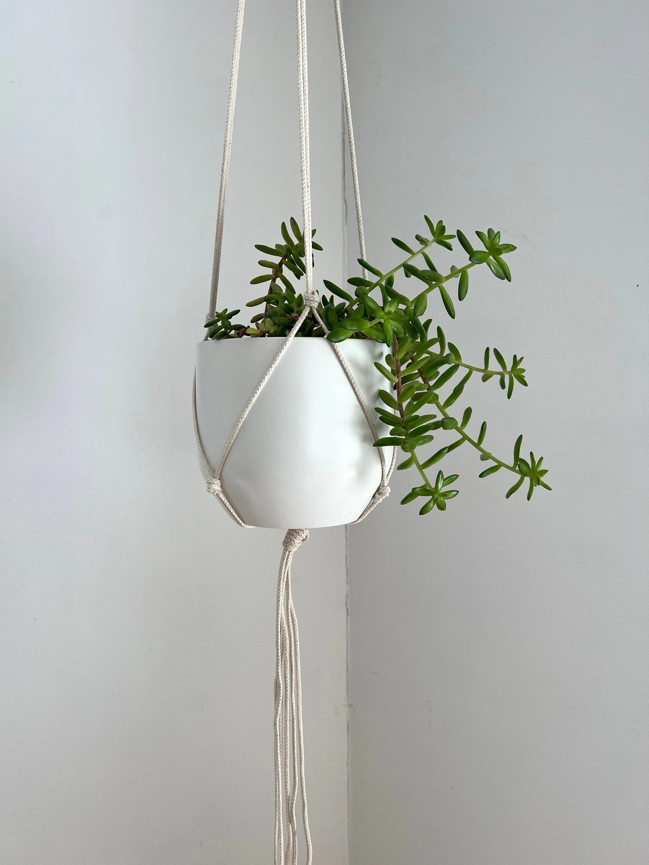 Medium Gauge Cotton Plant Hanger