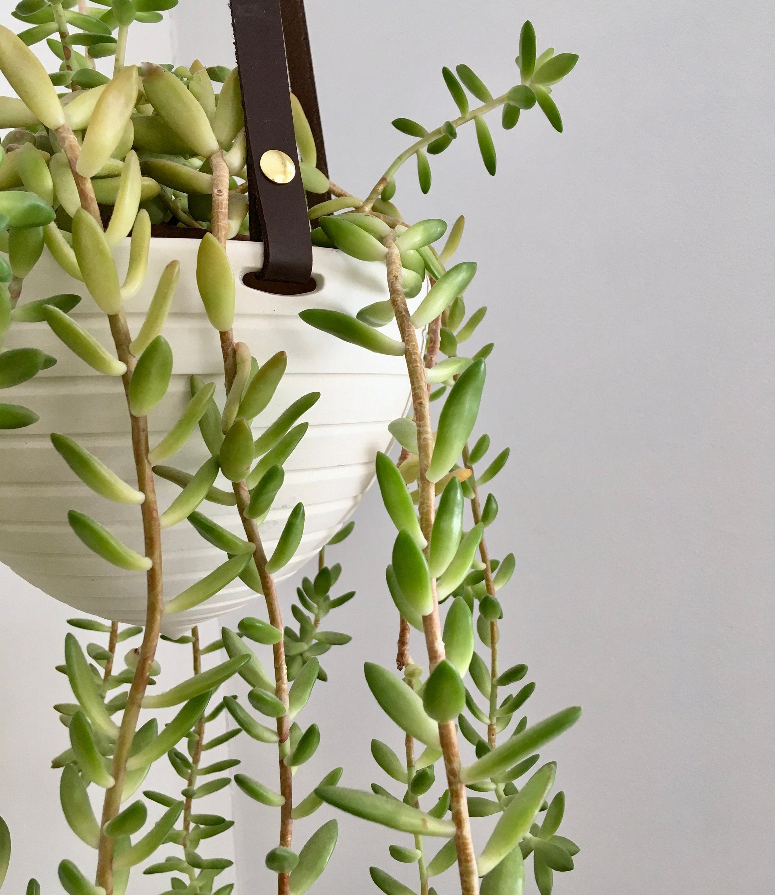 Dots or Stripes Hanging Planter