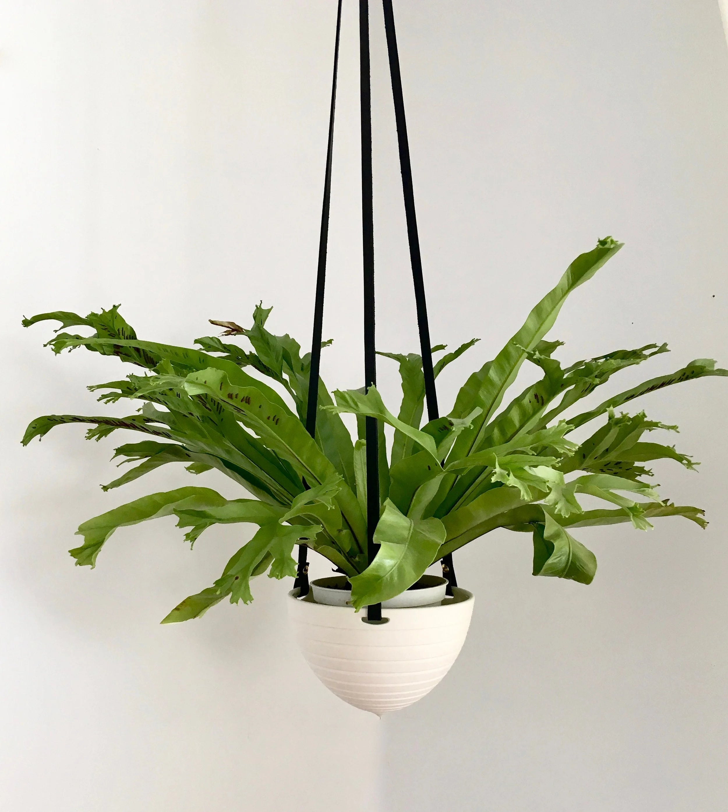 Imperfect Striped Hanging Planter