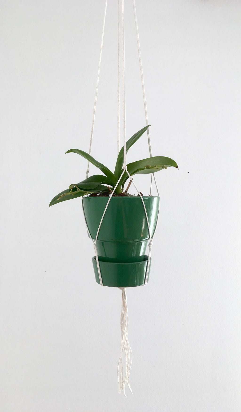 Small Gauge Cotton Plant Hanger