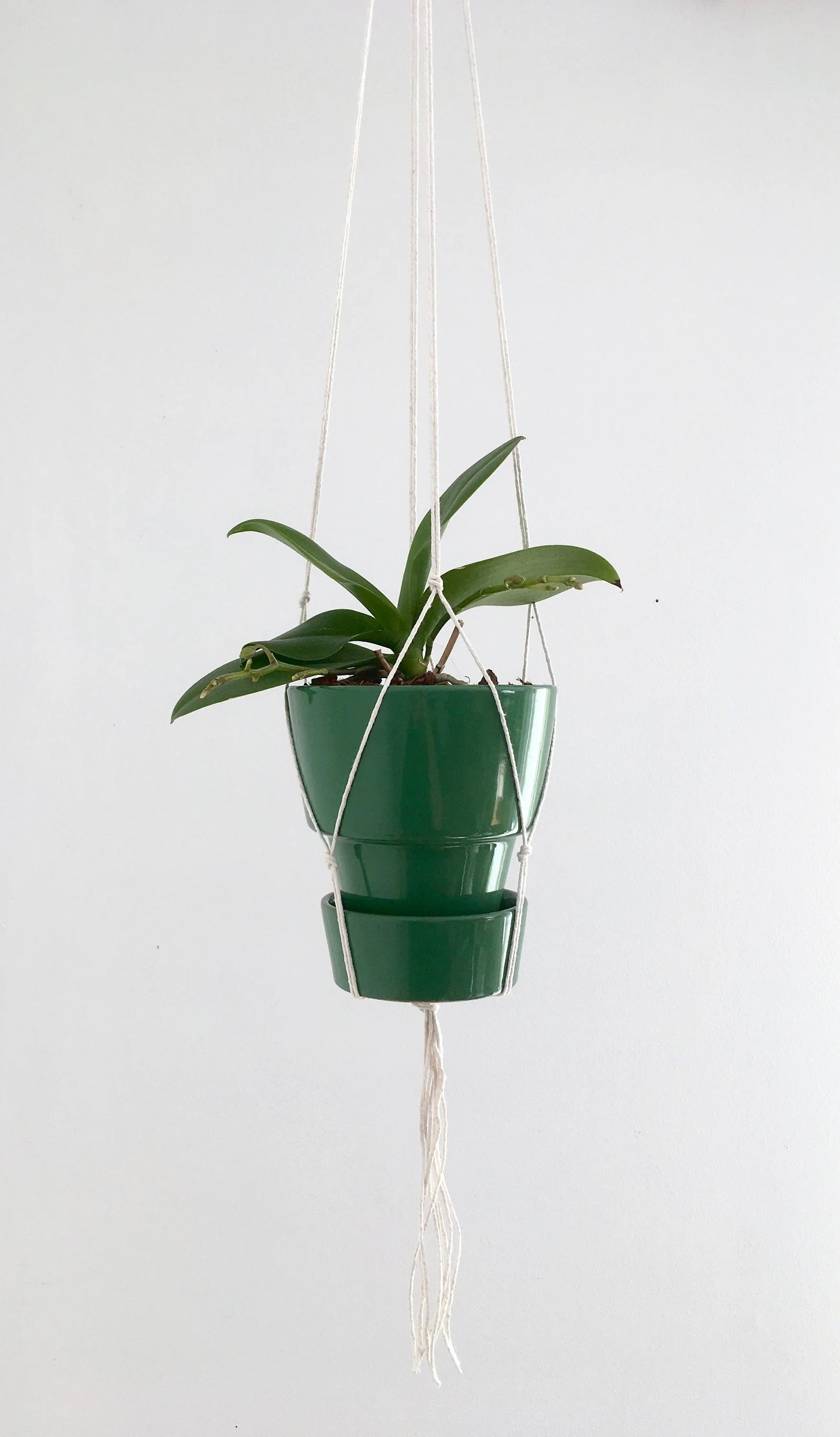 Small Gauge Cotton Plant Hanger